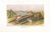 White Footed Mouse White Footed Mouse