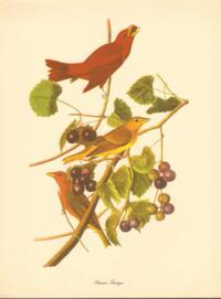 Summer Tanager Summer Tanager