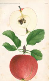 Switzer Apple Switzer Apple