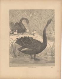 The Black Swan