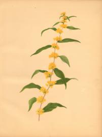 The Blue Stemmed Golden Rod The Blue Stemmed Golden Rod
