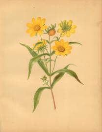 The Bur Marigold The Bur Marigold