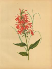 The Cardinal Flower The Cardinal Flower
