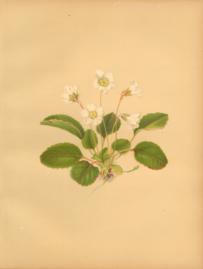 The Galax Leafed Shortia The Galax Leafed Shortia