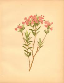 The Pale Laurel The Pale Laurel