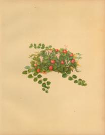 The Partridge Berry The Partridge Berry