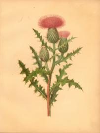 The Pasture Thistle The Pasture Thistle