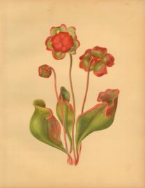 The Pitcher Plant