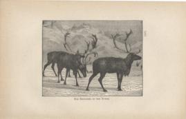 The Reindeer Of The North