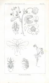 The Strawberry Weevil The Strawberry Weevil