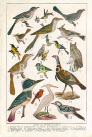 Birds Of North America