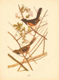 Towhee Towhee