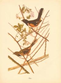 Towhee