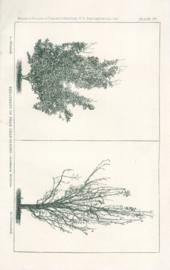 Treatment Of Pear Leaf-Blight Treatment Of Pear Leaf-Blight