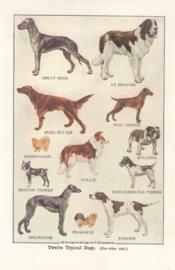 Twelve typical dogs