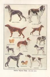 Twelve typical dogs Twelve typical dogs