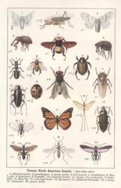 Twenty north american insects