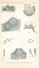 Fungus Of The Black Rot Of Grapes