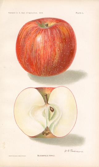 Bloomfield Apple Bloomfield Apple