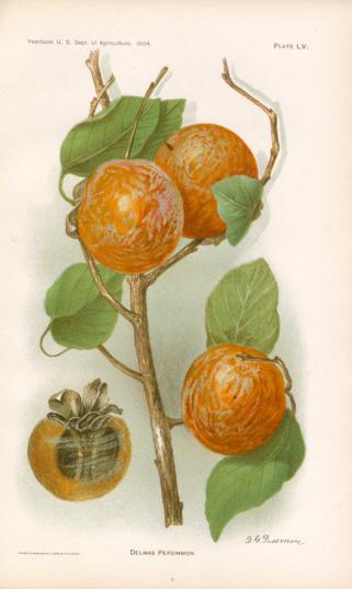Delmas Persimmon Delmas Persimmon