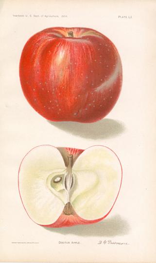 Doctor Apple Doctor Apple