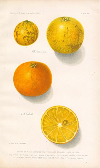 Fruits Of Rusk Citrange And Trifoliate Orange Fruits Of Rusk Citrange And Trifoliate Orange