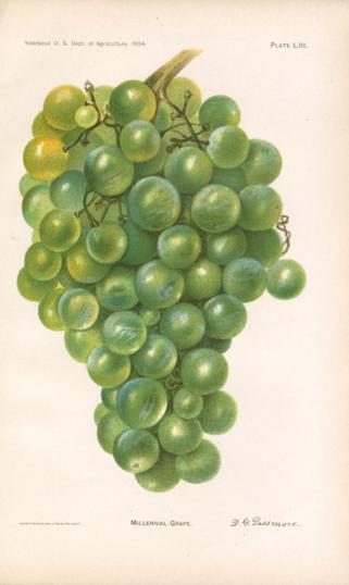 Millennial Grape Millennial Grape