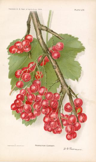 Perfection Currant Perfection Currant