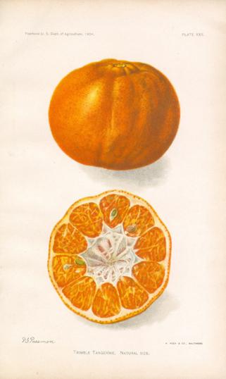 Trimble Tangerine Trimble Tangerine