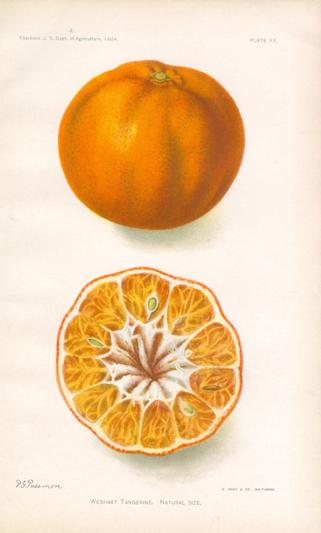 Weshart Tangerine
