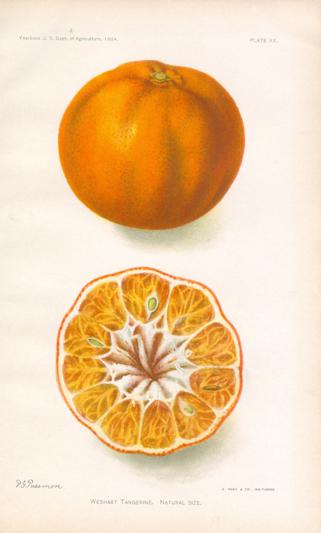 Weshart Tangerine Weshart Tangerine