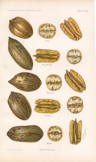 Pecan Varieties Ii