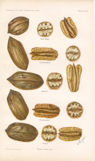 Pecan Varieties