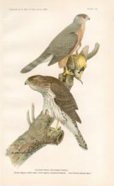 Cooper Hawk Cooper Hawk