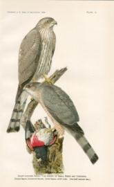 Sharp Shinned Hawk