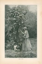 Picking Coffee