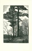 Untitled (2 Big Trees) Untitled (2 Big Trees)