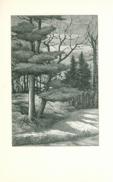 Untitled (Large Fir Tree) Untitled (Large Fir Tree)