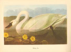 Whistling Swan Whistling Swan