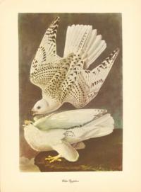 White Gyrfalcon White Gyrfalcon
