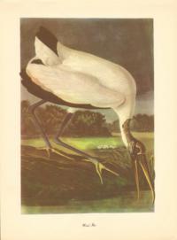 Wood Ibis Wood Ibis