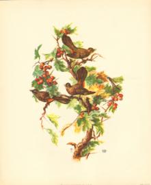 Bird Print 1012 2 Bird Print 1012 2