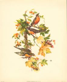 Bird Print 1012 4 Bird Print 1012 4