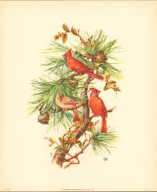 Bird Print 1012 5 Bird Print 1012 5