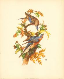 Bird Print 1012 6 Bird Print 1012 6