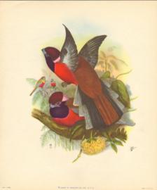 Bird Print 1180