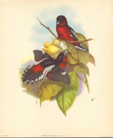 Bird Print 1183
