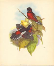 Bird Print 1183 Bird Print 1183