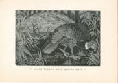 Birds Brush Turkey Birds Brush Turkey