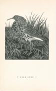 Birds Cock Ruff Birds Cock Ruff